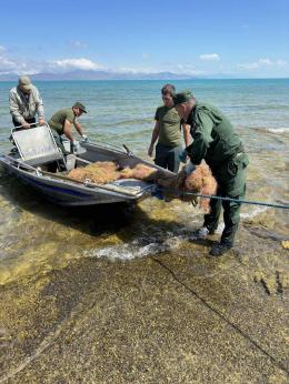 Սևանա լճից դուրս է բերվել 72 ապօրինի խեցգետնաորսիչ, 36 կենդանի խեցգետին վերադարձվել է լիճ