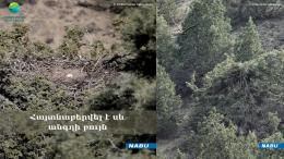 В Вайоцдзорской области обнаружено гнездо черного грифа